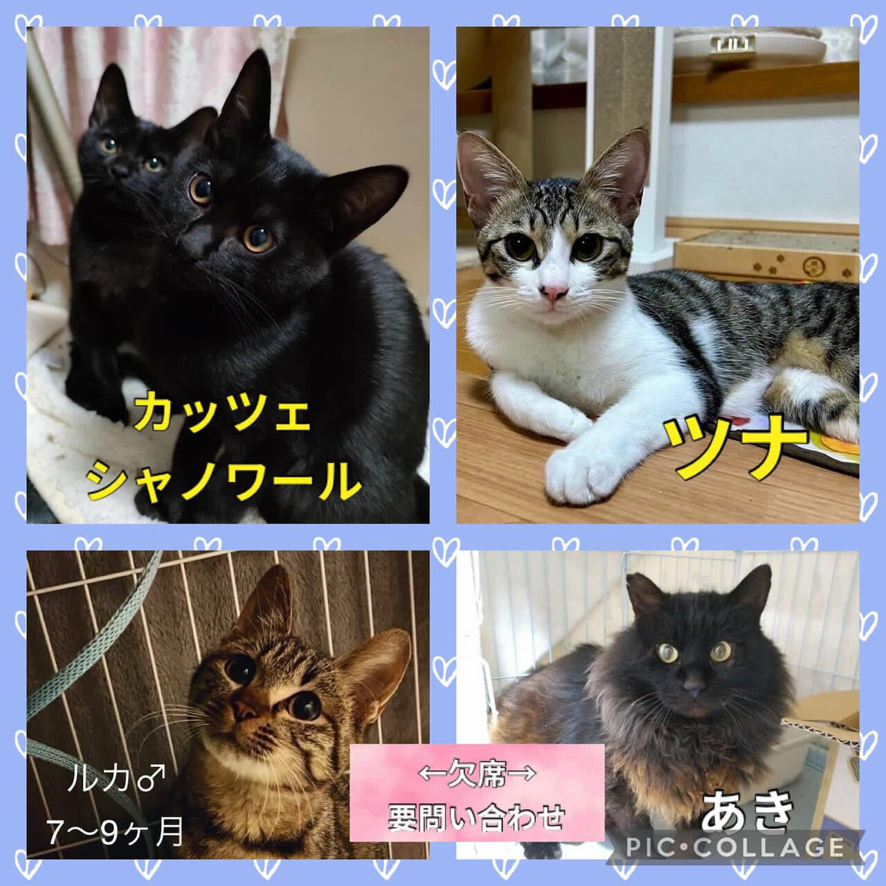 傘ねこ・猫のおうち探し会