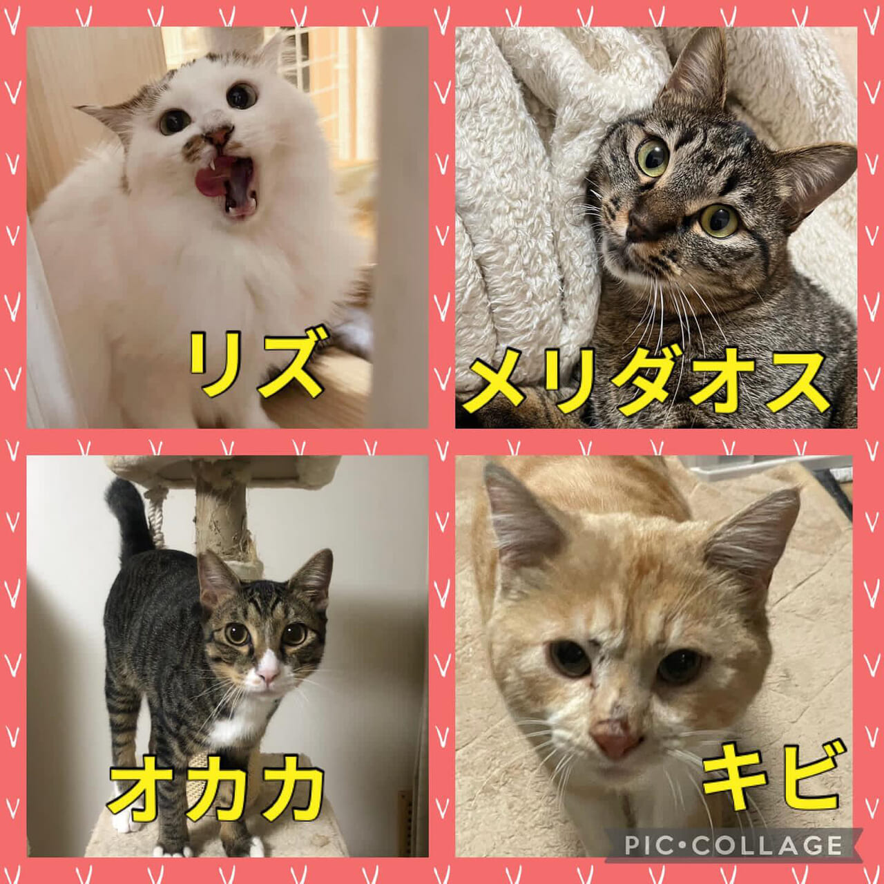 傘ねこ・猫のおうち探し会