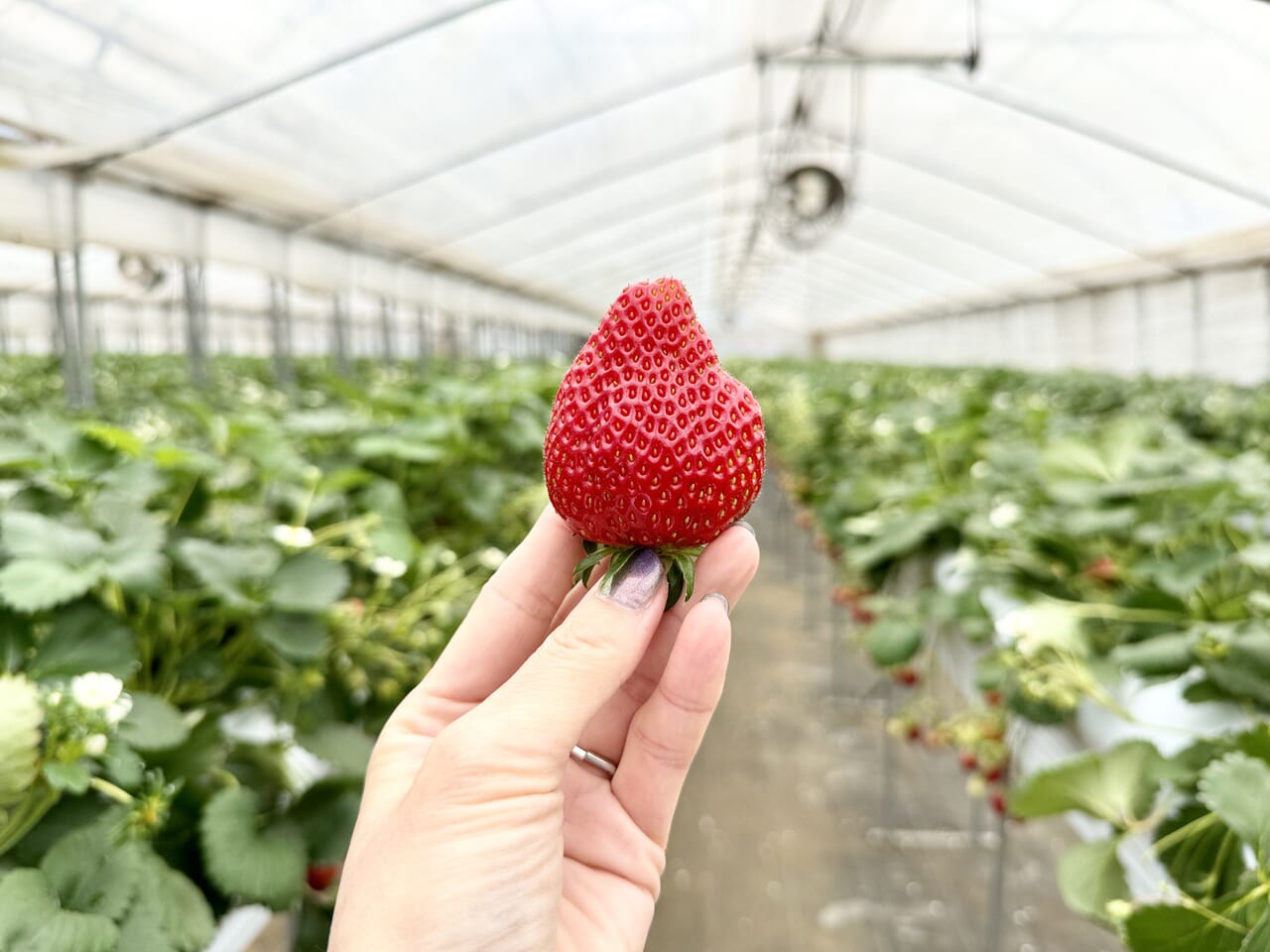 さくちゃんのいちご園