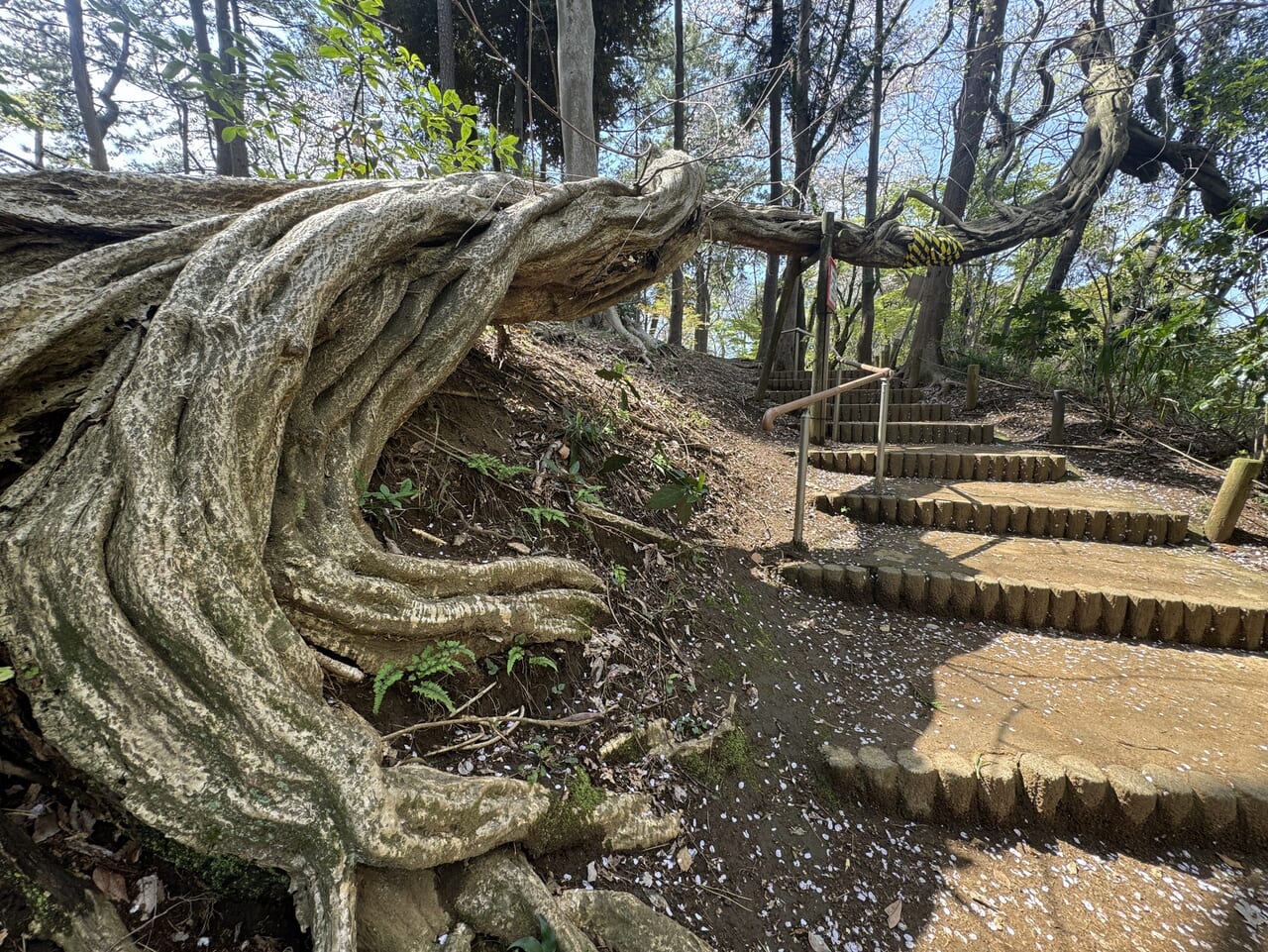 藤崎森林公園