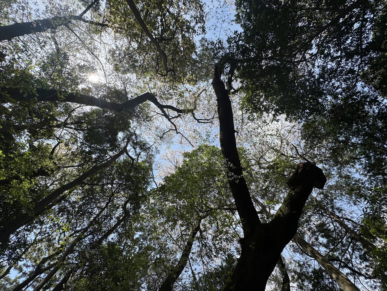 藤崎森林公園