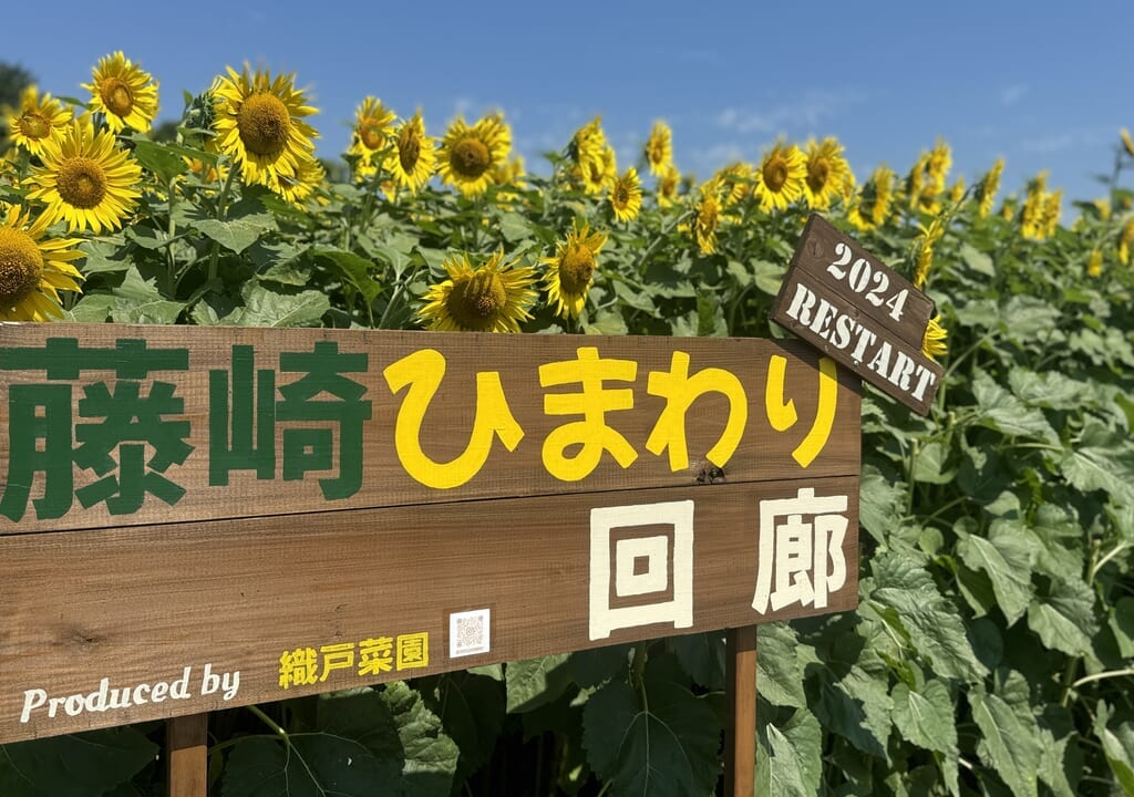 藤崎ひまわり回廊2024