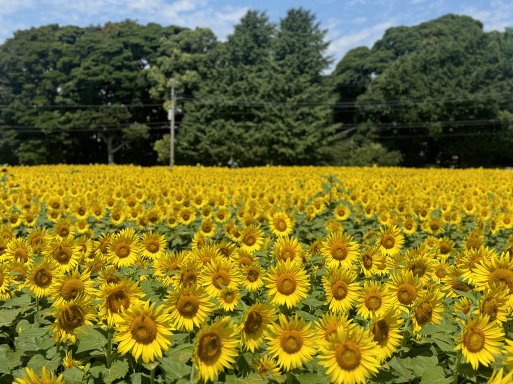 藤崎ひまわり回廊2024