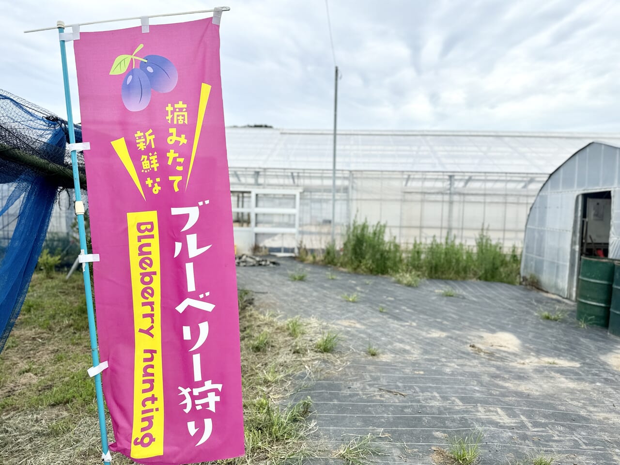 島田ブルーベリー園ブルーベリー狩り