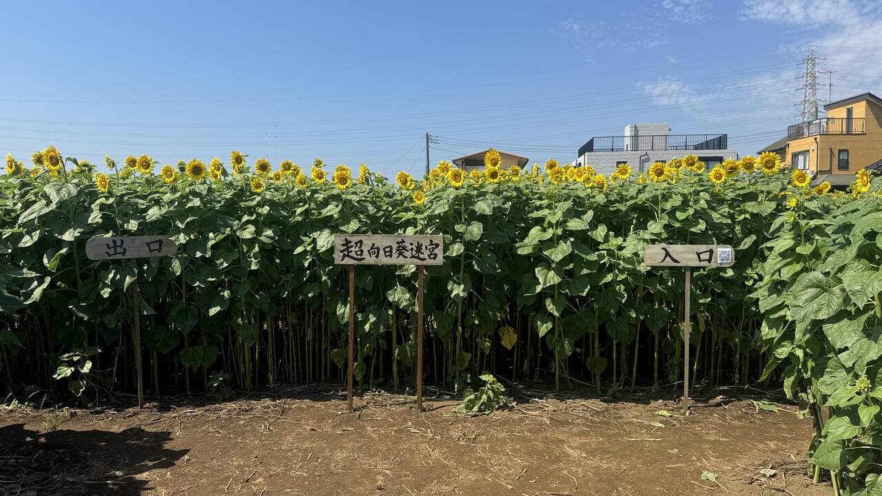 藤崎ひまわり回廊2024