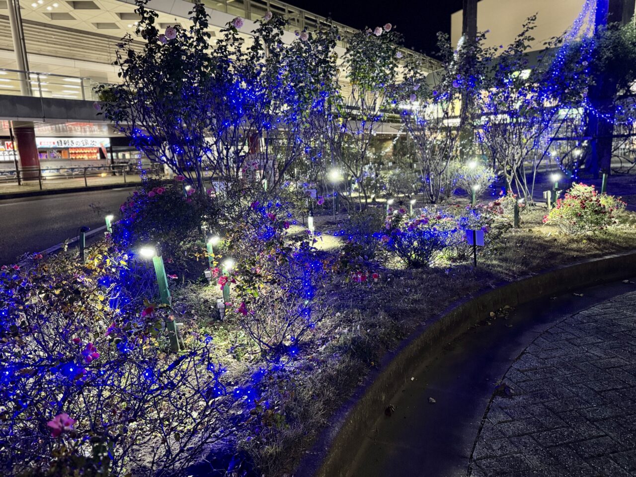 八千代緑が丘駅北口ロータリーバラ園イルミネーション