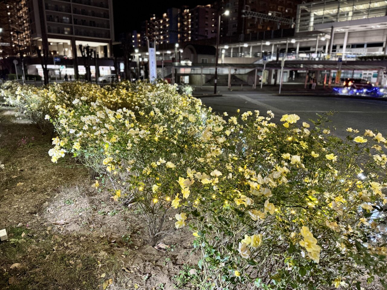 八千代緑が丘駅北口ロータリーバラ園イルミネーション