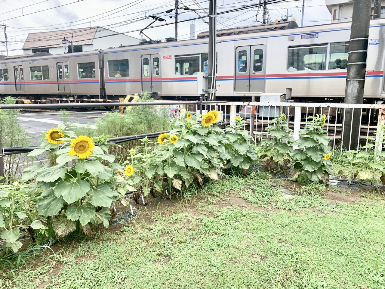 おおわだフライデーナイト