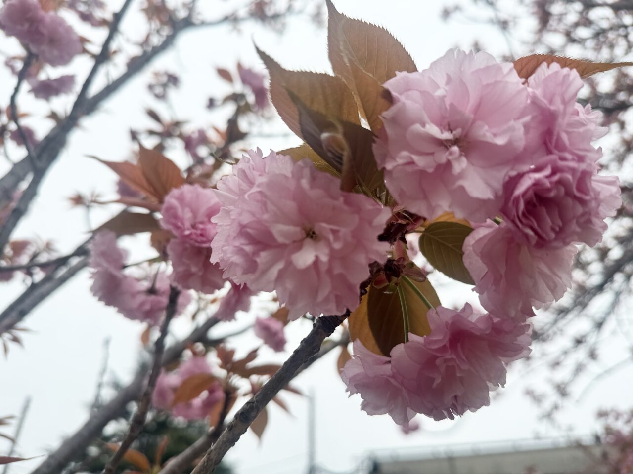 日立のお花見2025