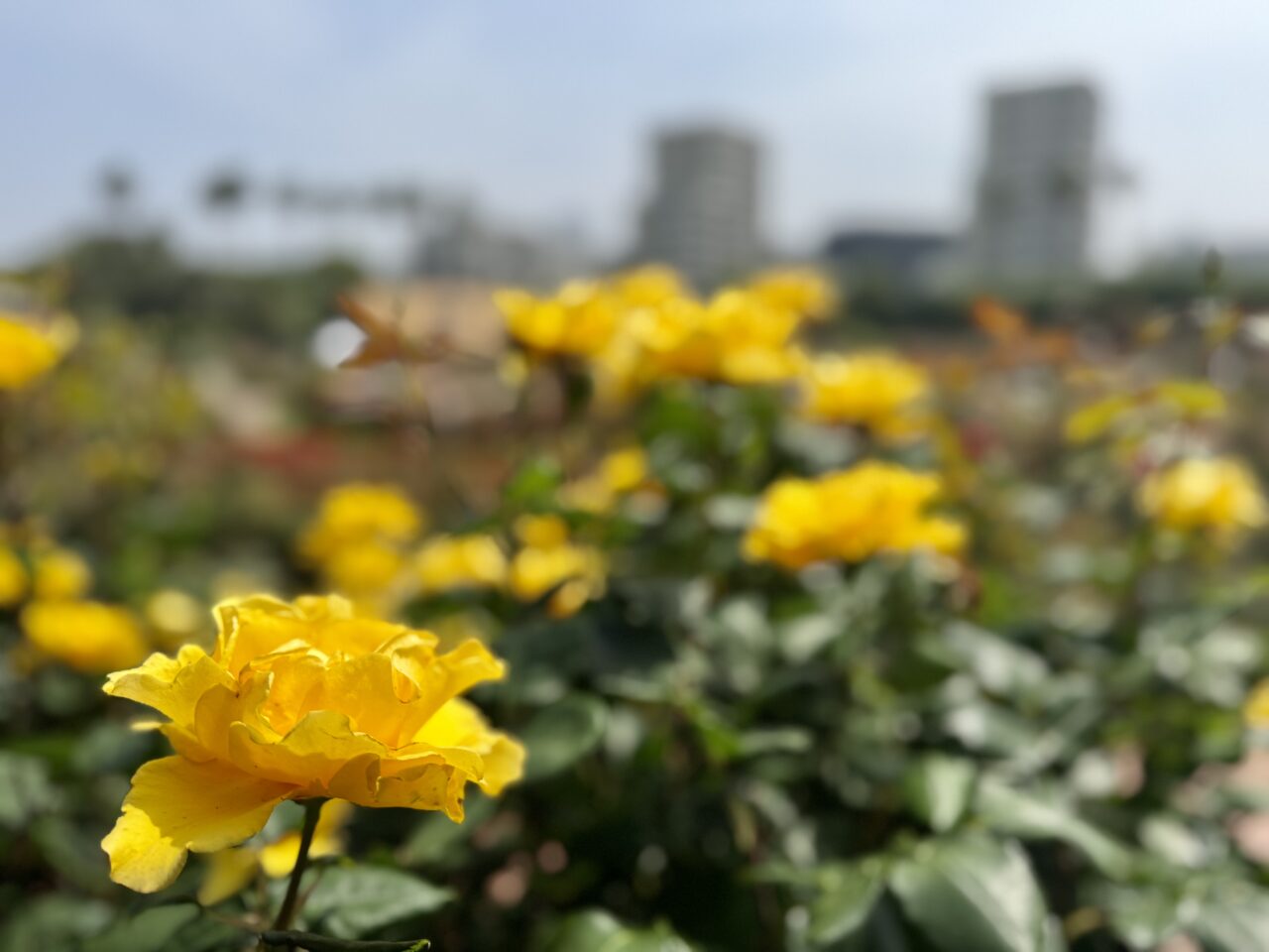 谷津バラ園