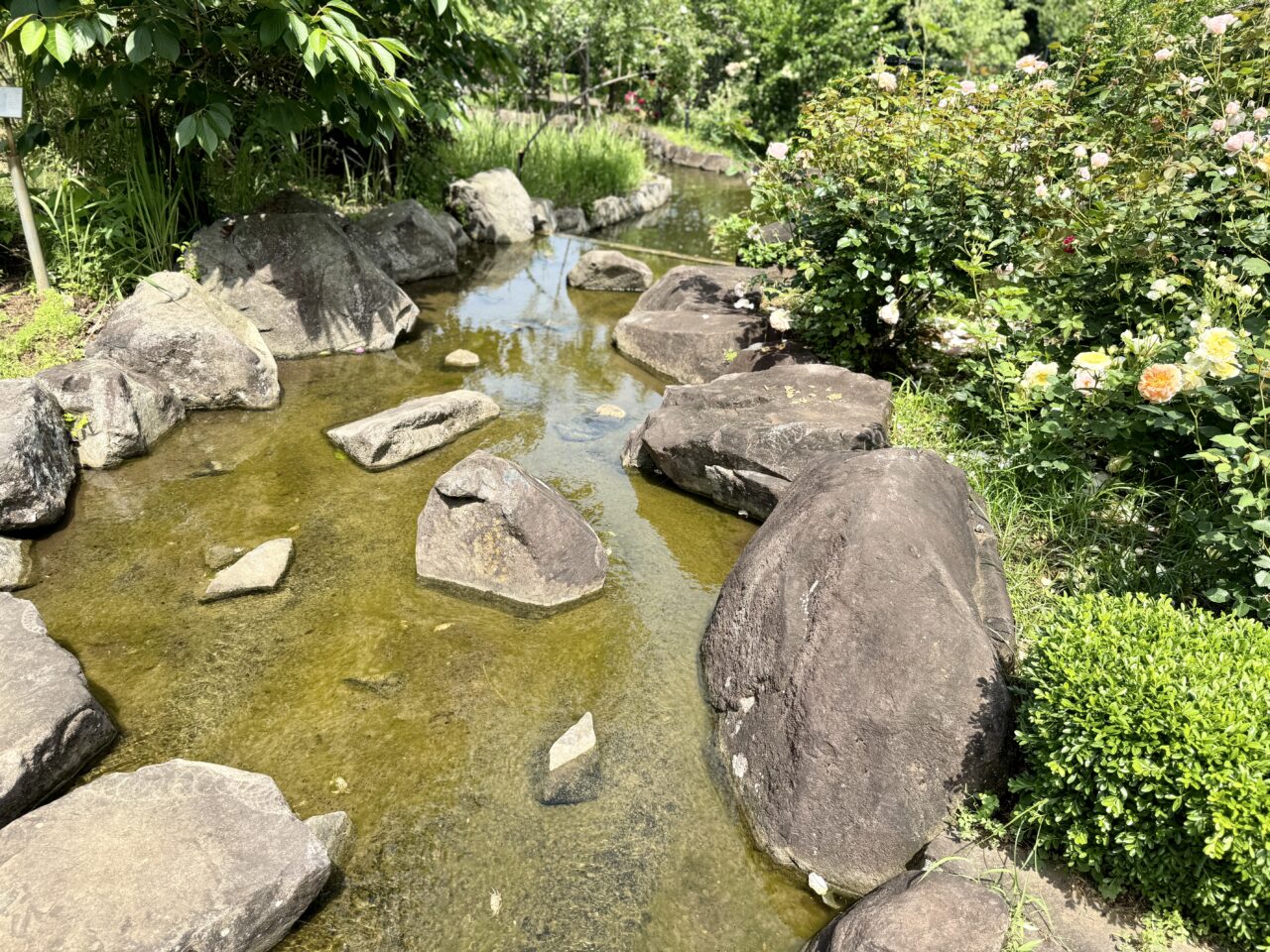 谷津バラ園