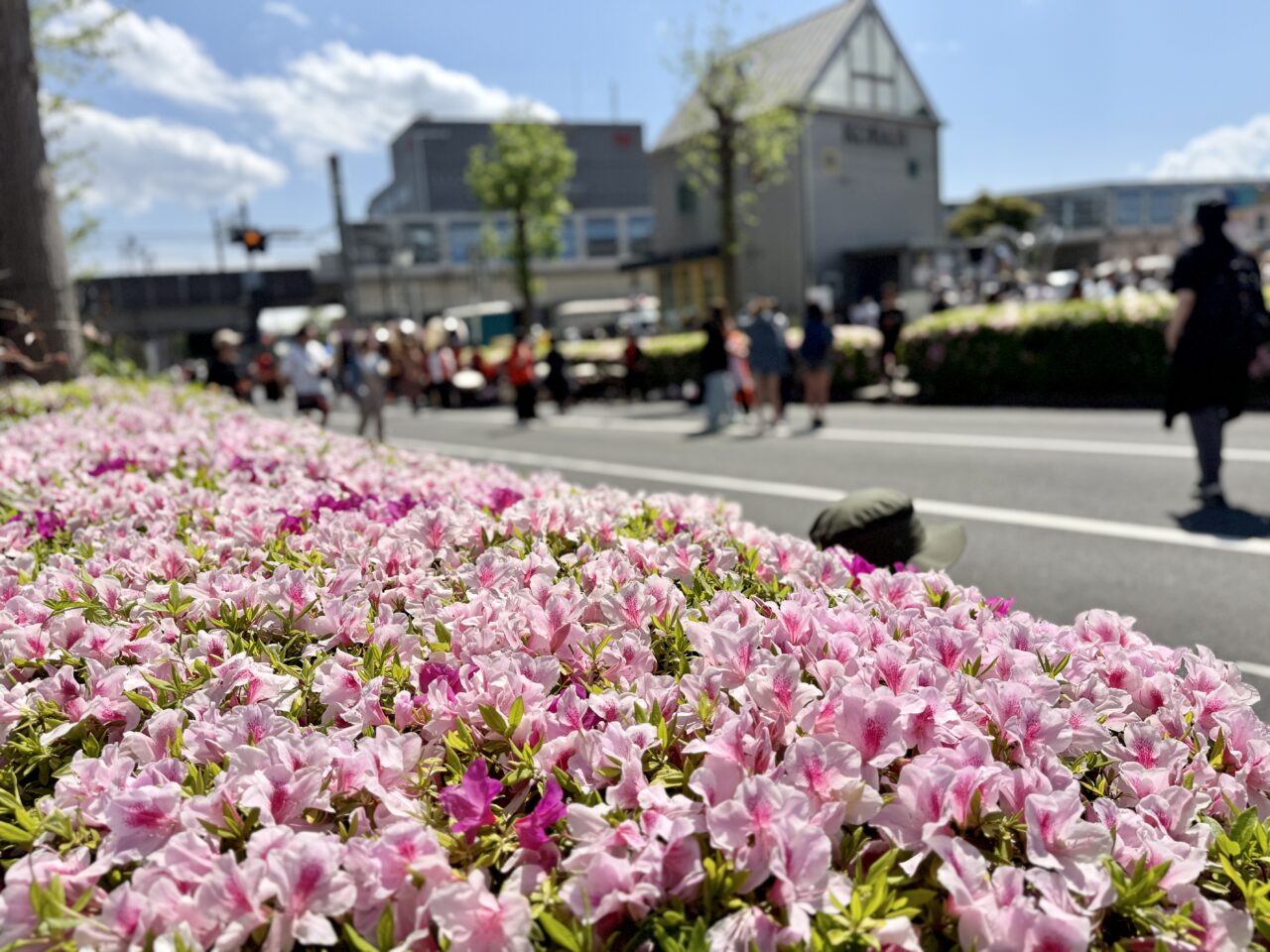 八千代ゆりのき台つつじ祭り2025
