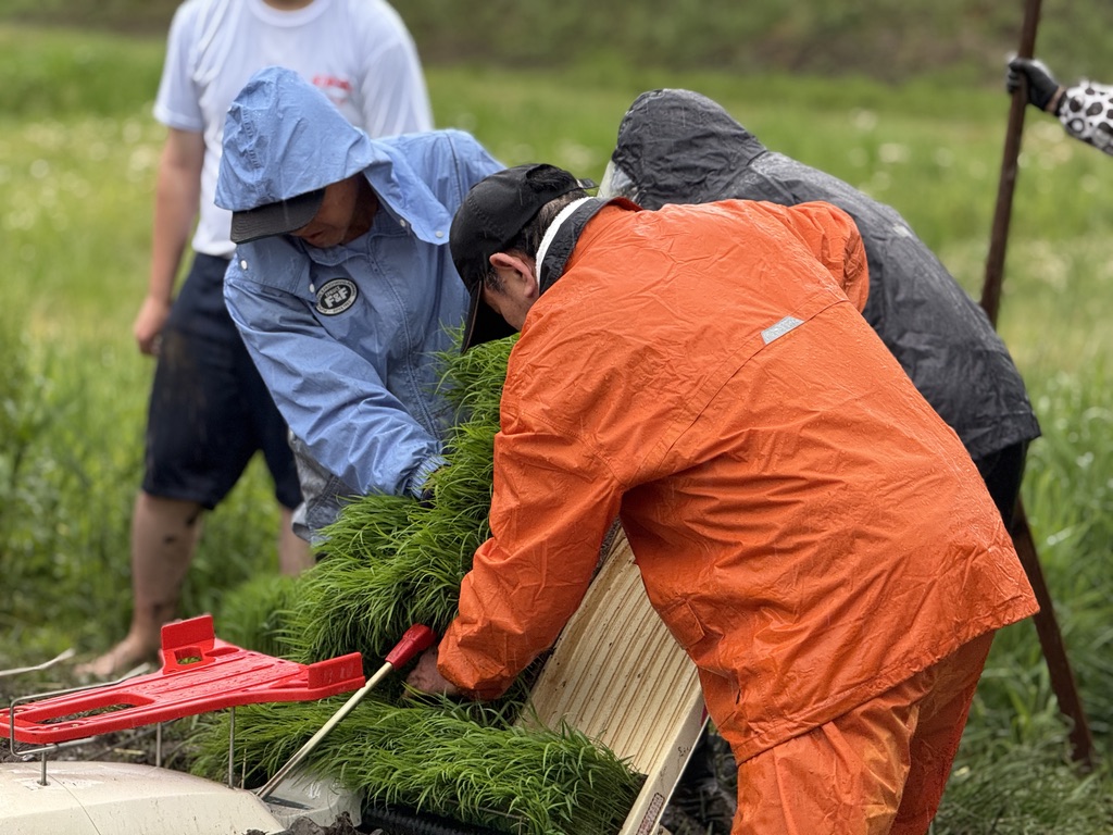 実籾郷の会田植え