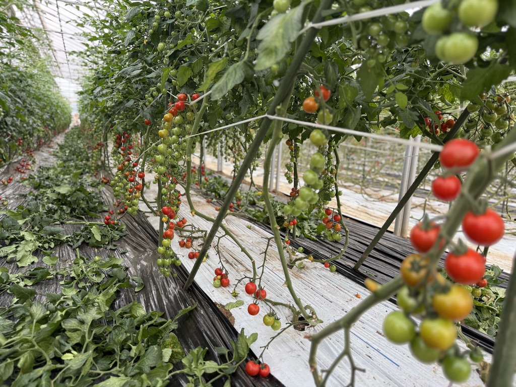 MIMOMI FARM