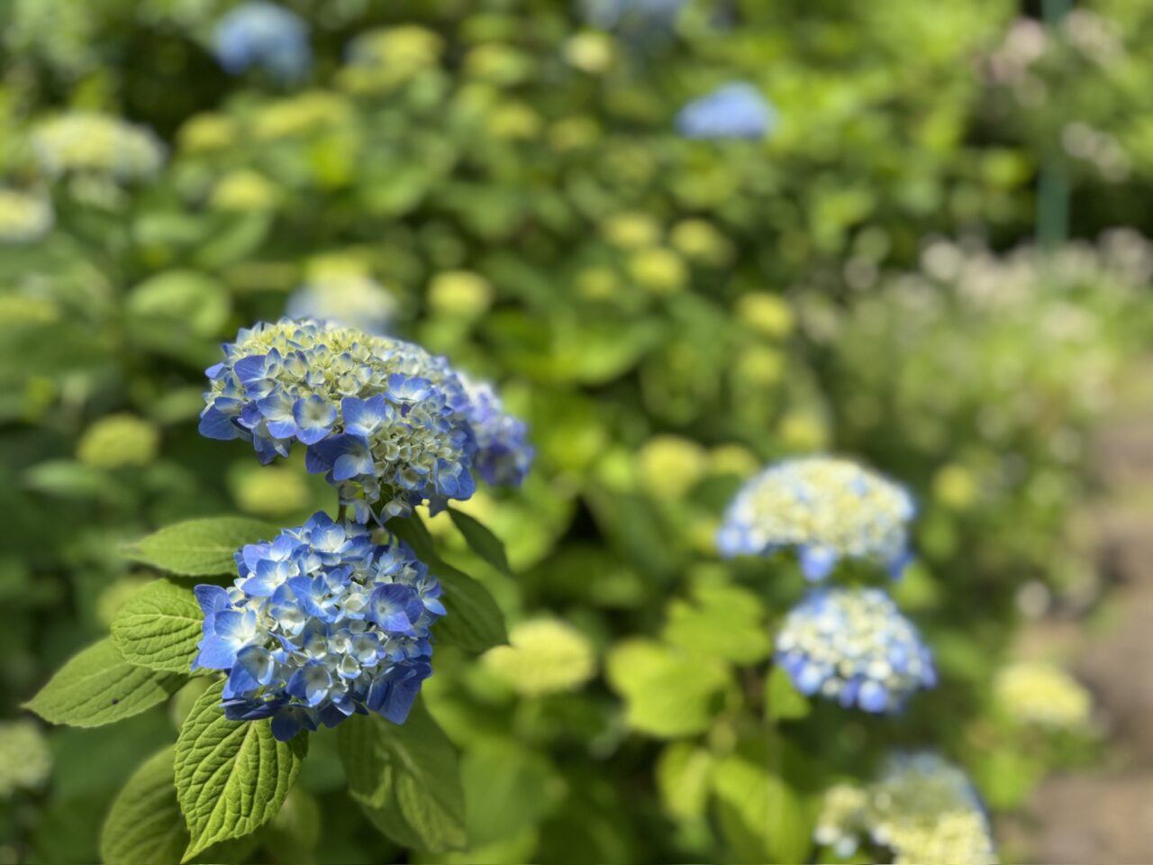 谷津バラ園