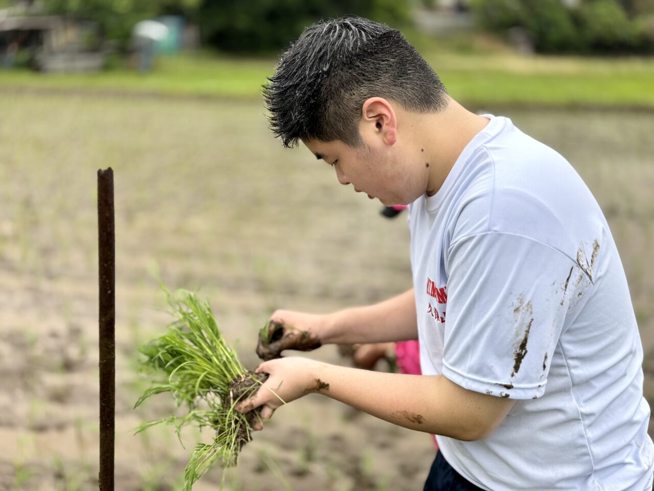 実籾郷の会田植え