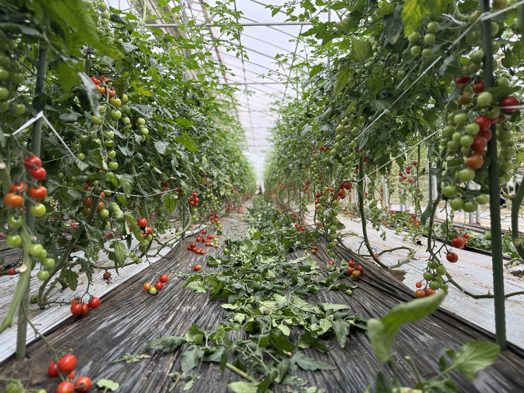 MIMOMI FARM
