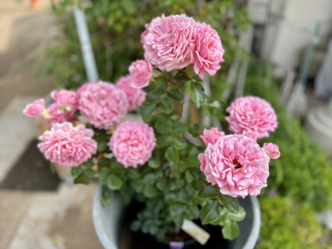 谷津バラ園