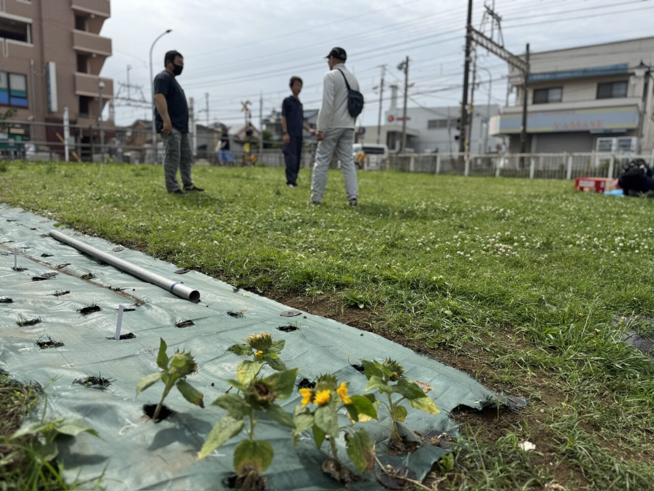 おおわだひまわりプロジェクト2025
