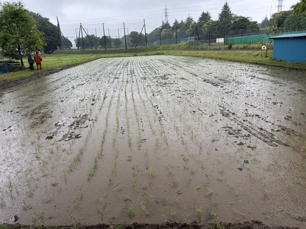 実籾郷の会田植え