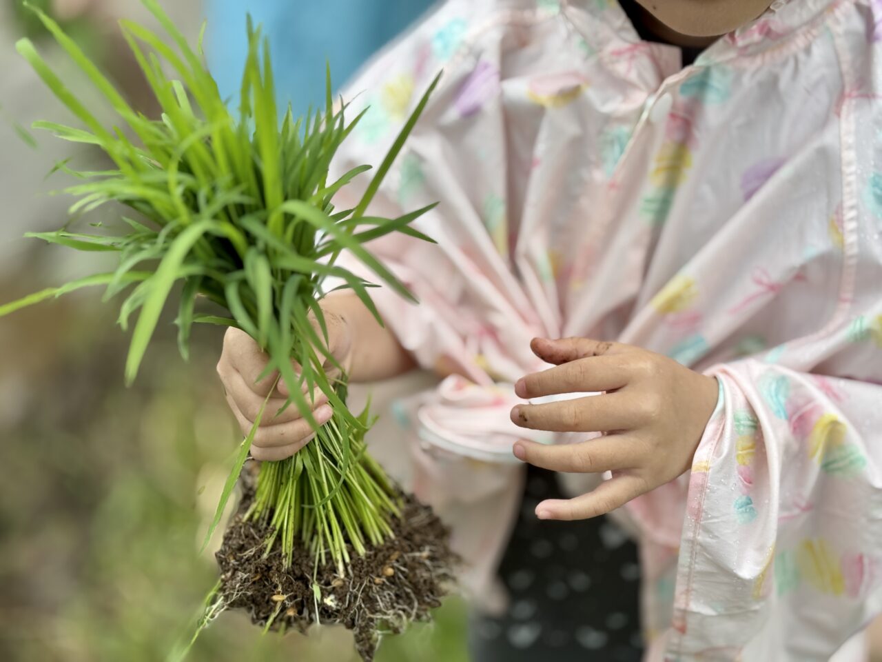実籾郷の会田植え