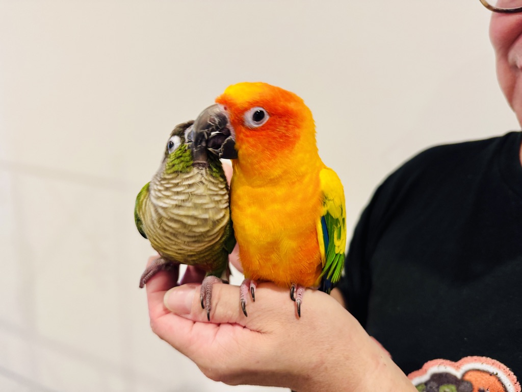 鳥好きの店かーきゅー