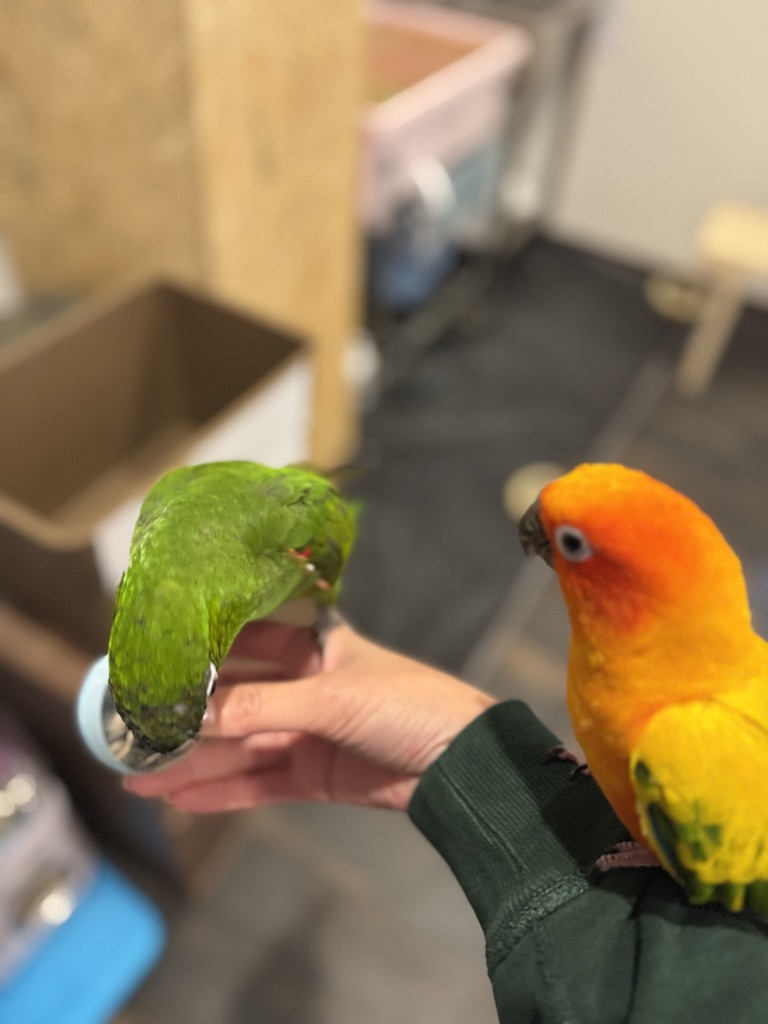 鳥好きの店かーきゅー