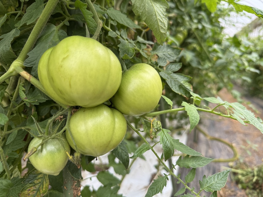 MIMOMI FARM