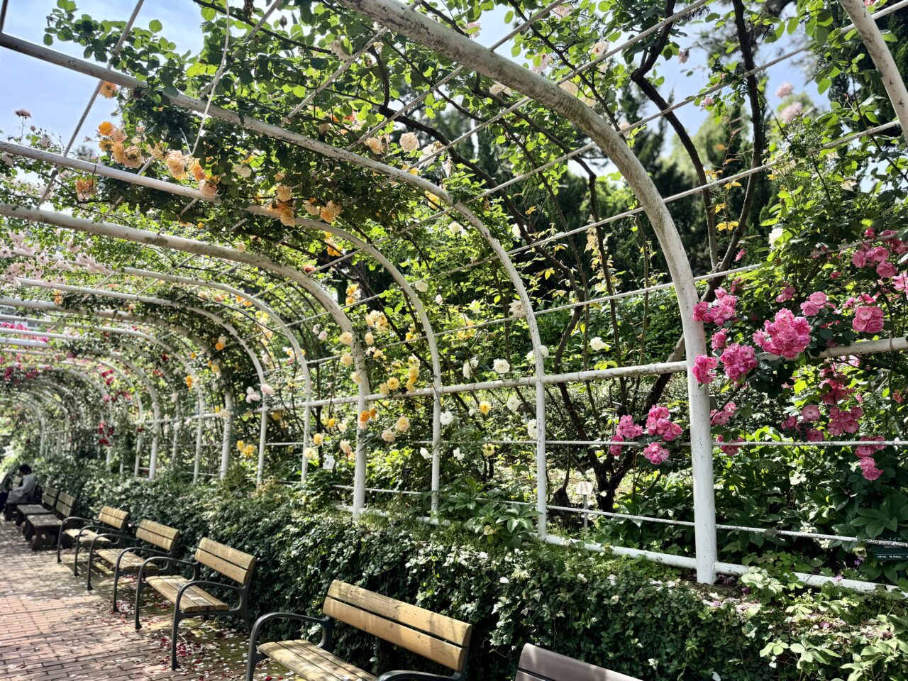 谷津バラ園