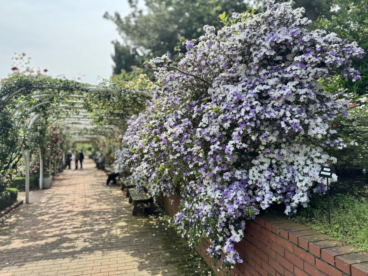 谷津バラ園