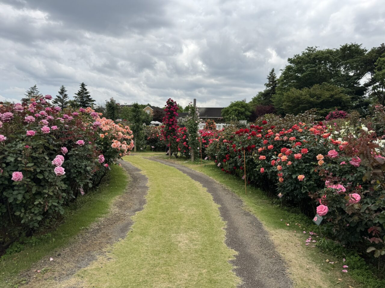 京成バラ園