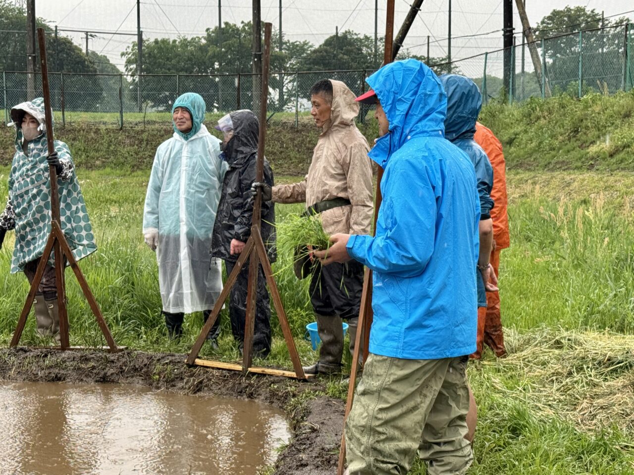実籾郷の会田植え