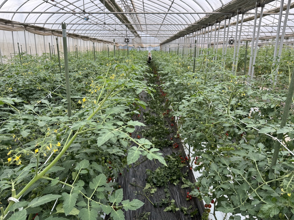 MIMOMI FARM