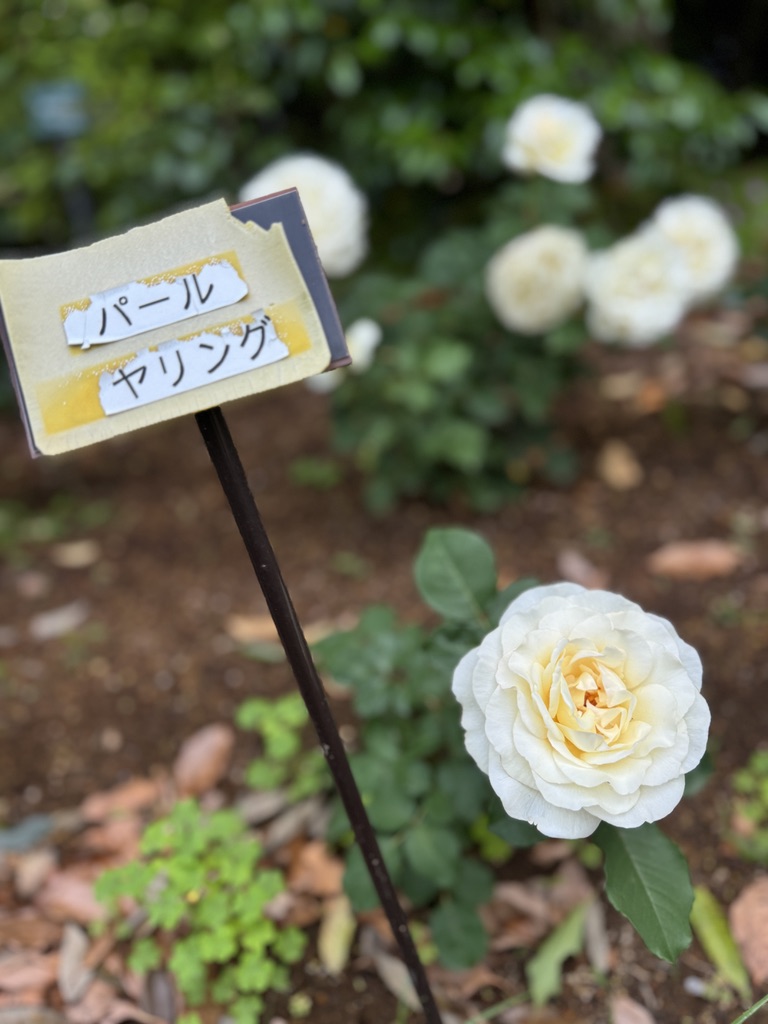 谷津バラ園