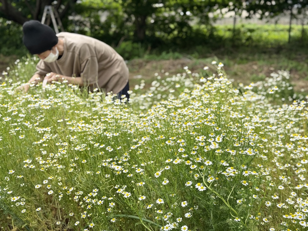 ぶどうの木