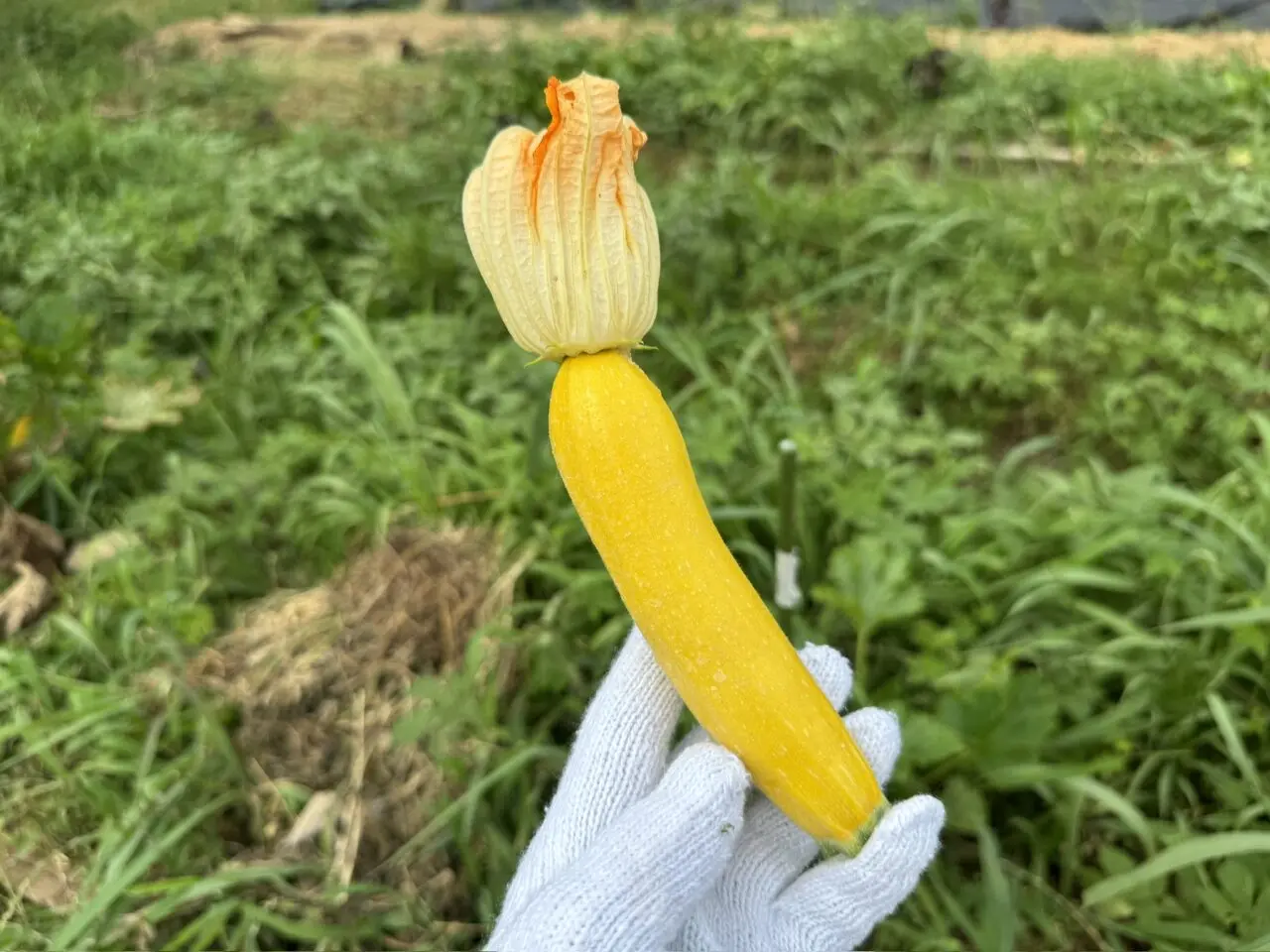 やちよ未来ファーム