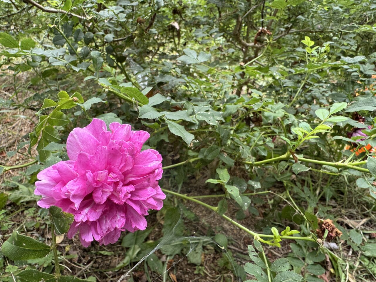 やちよ未来ファーム