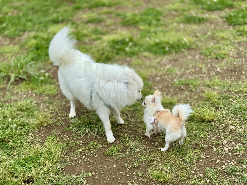 八千代台わんわん祭り＆防災フェスタ