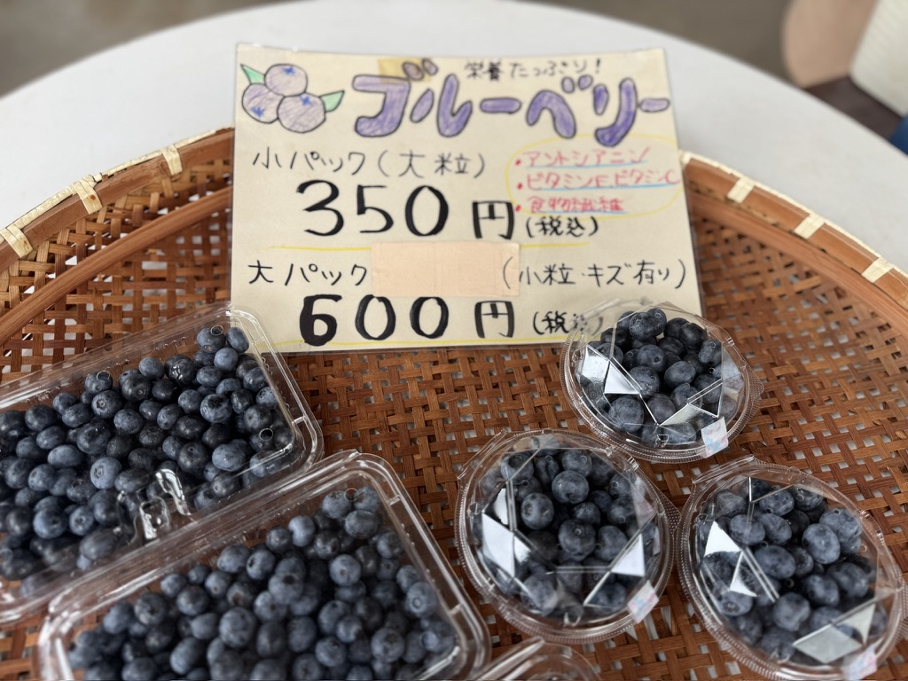 島田ブルーベリー園ブルーベリー狩り