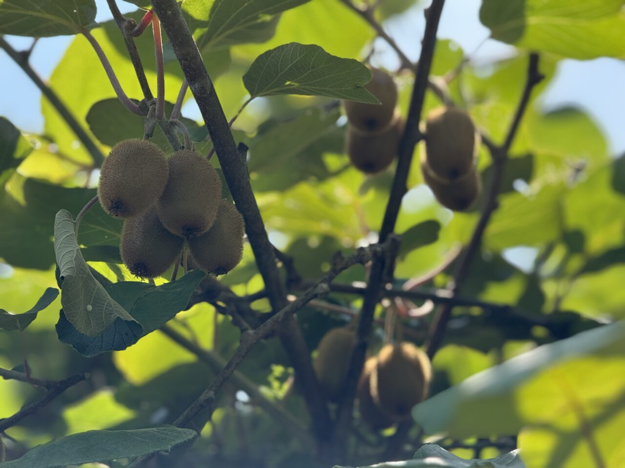 胡椒餅フーピン