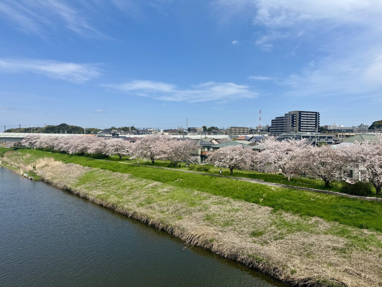 さくらシンポジウム