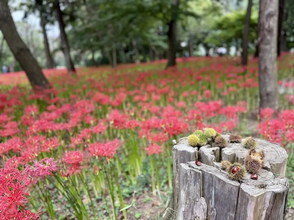 八千代市写真募集