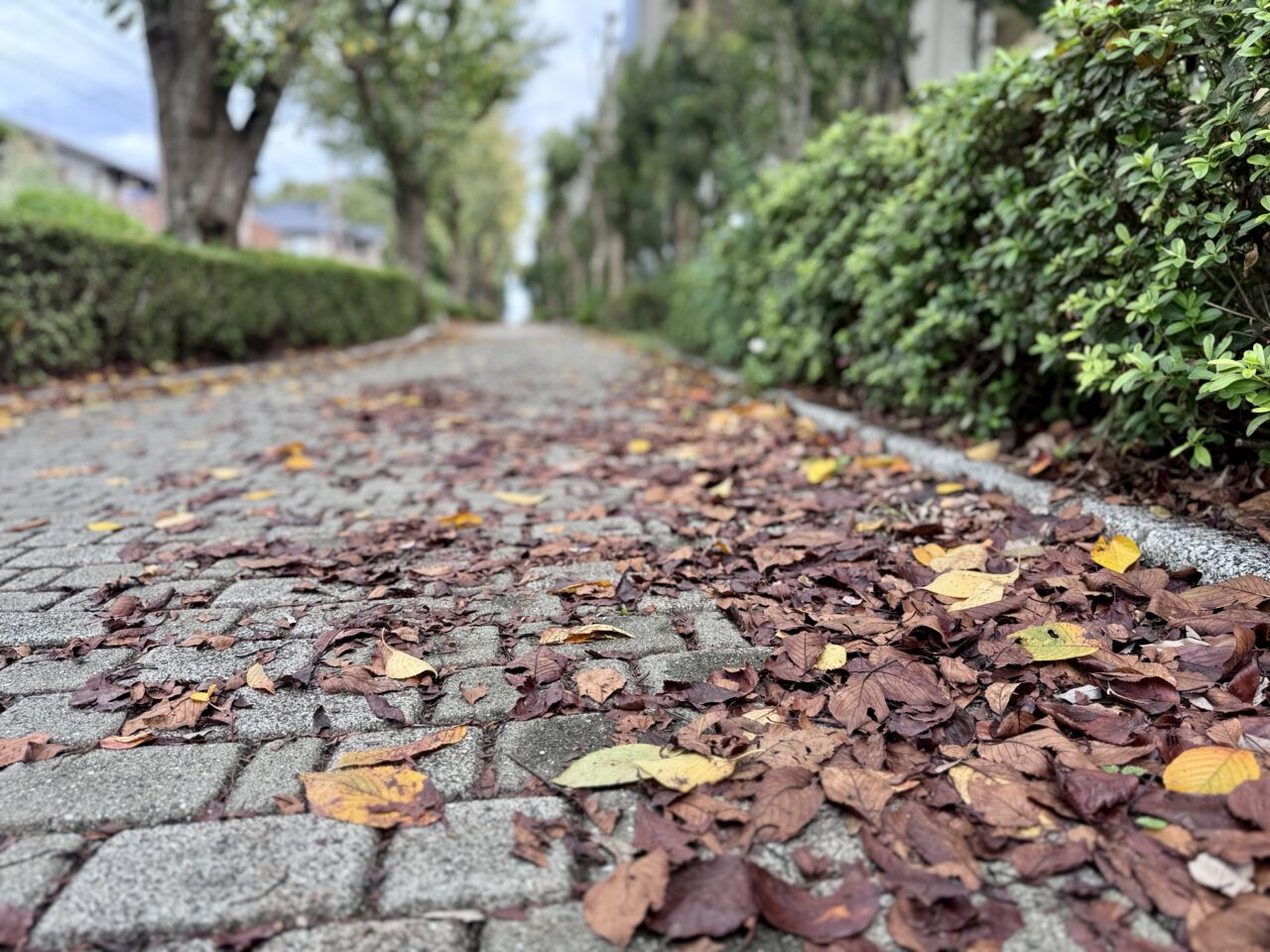 八千代市写真募集