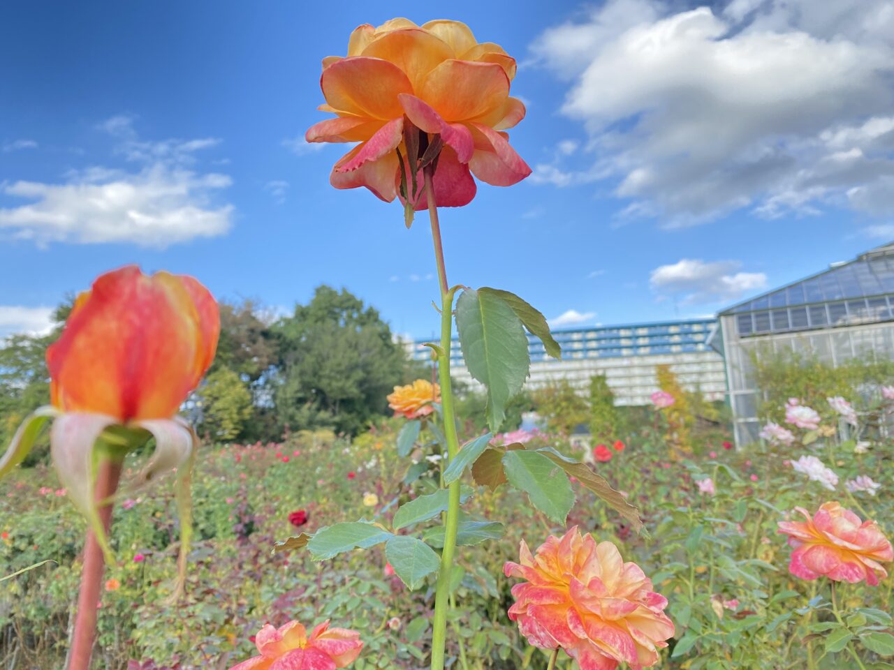 八千代市写真募集