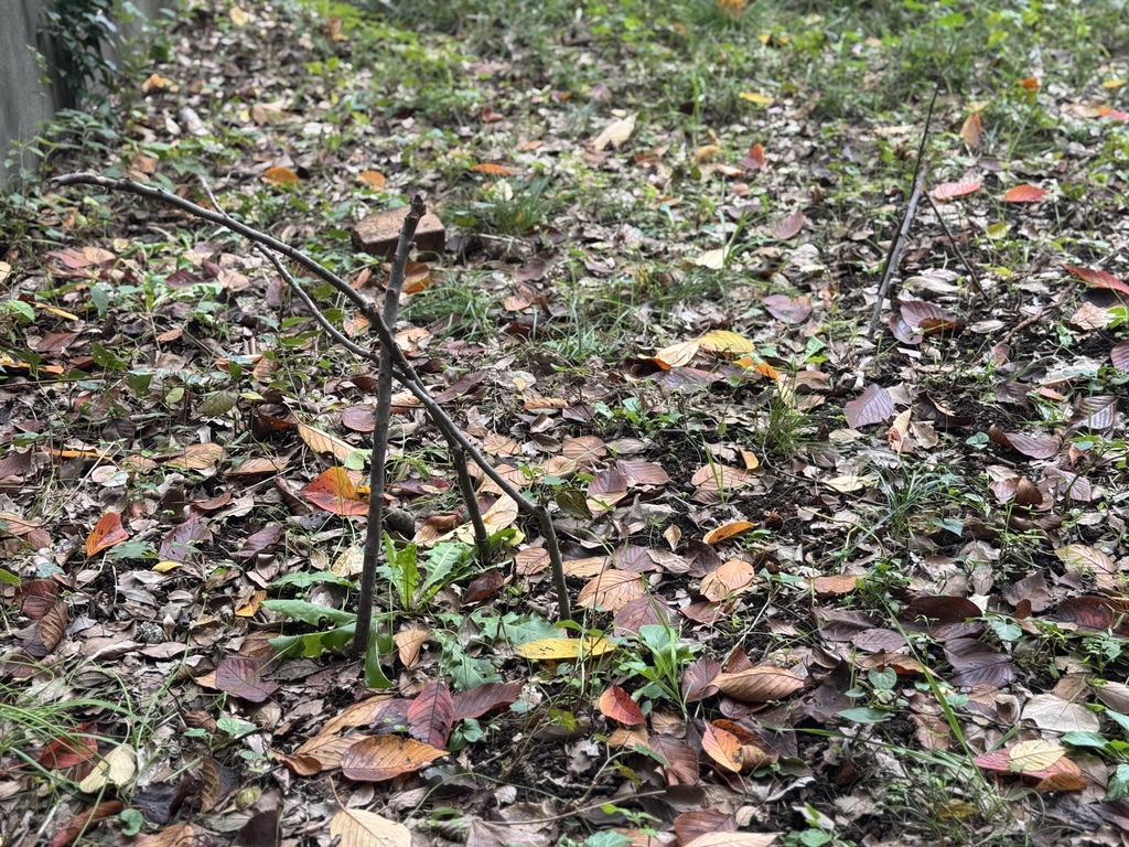 ならしののもり森の開放日