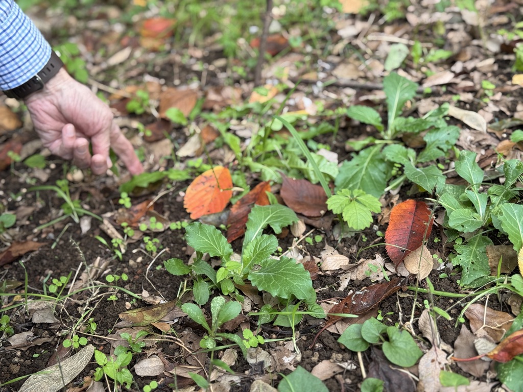 ならしののもり森の開放日