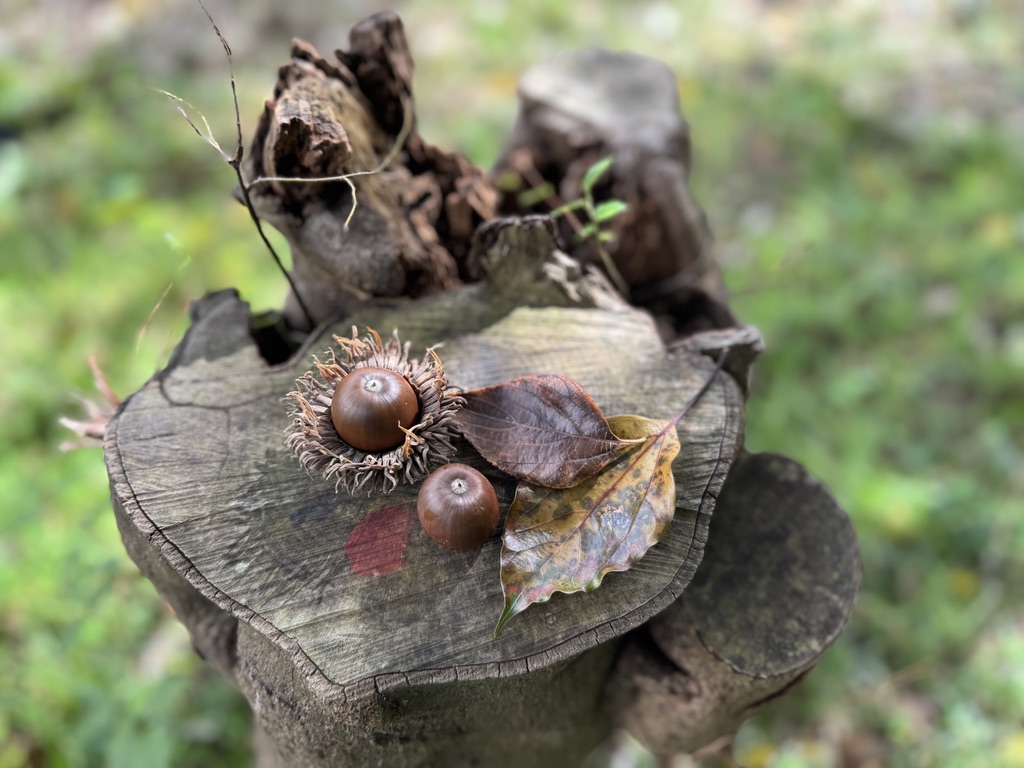 ならしののもり森の開放日