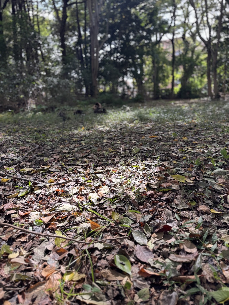 ならしののもり森の開放日