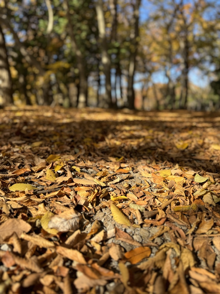 八千代市村上緑地公園