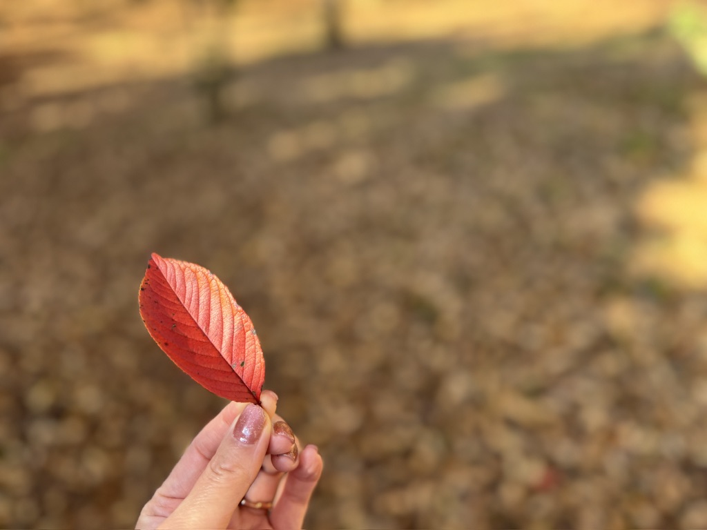 八千代市村上緑地公園